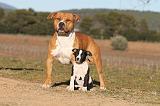 AMSTAFF  ADULT & PUPPIES 030